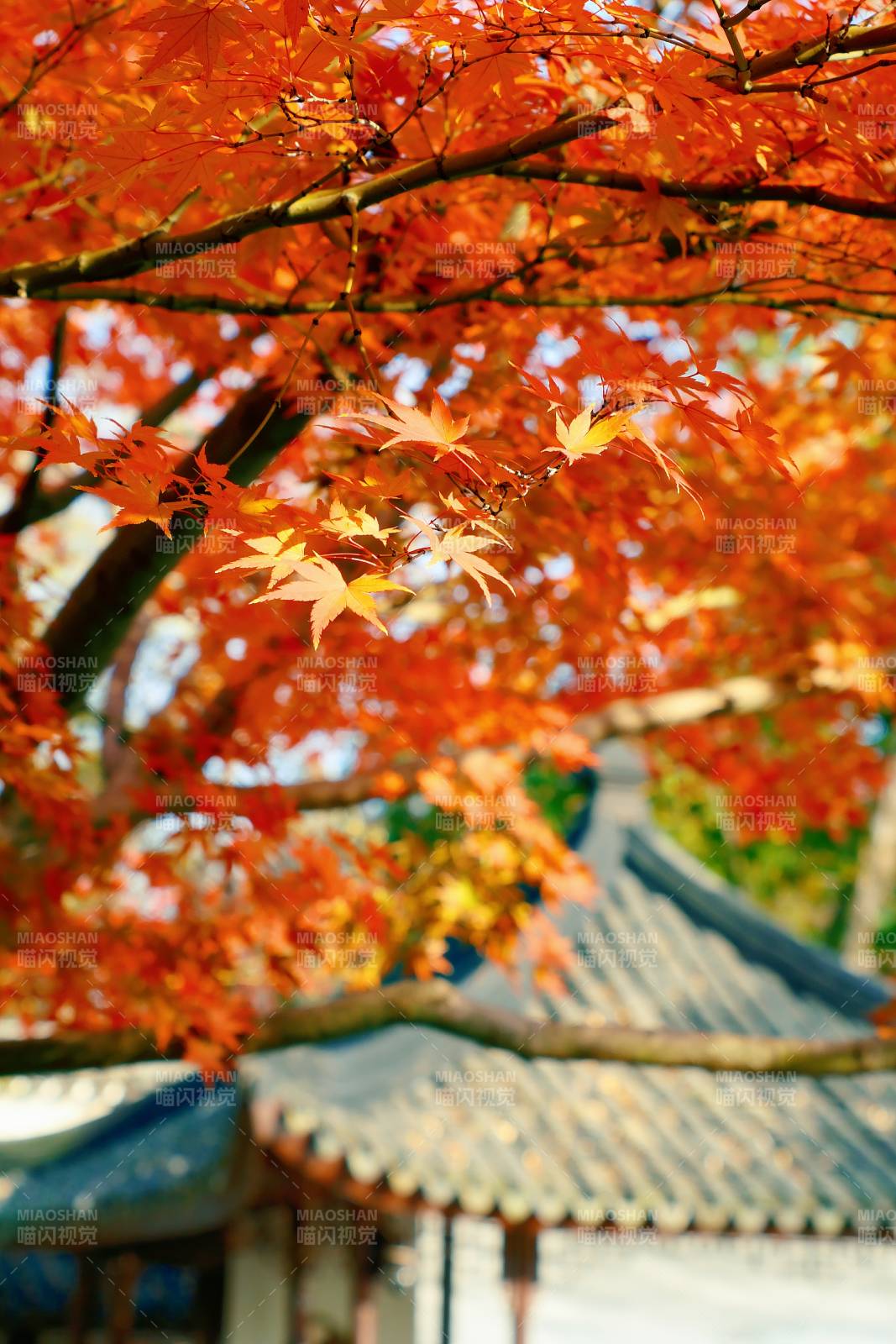 秋日红叶映古亭图片