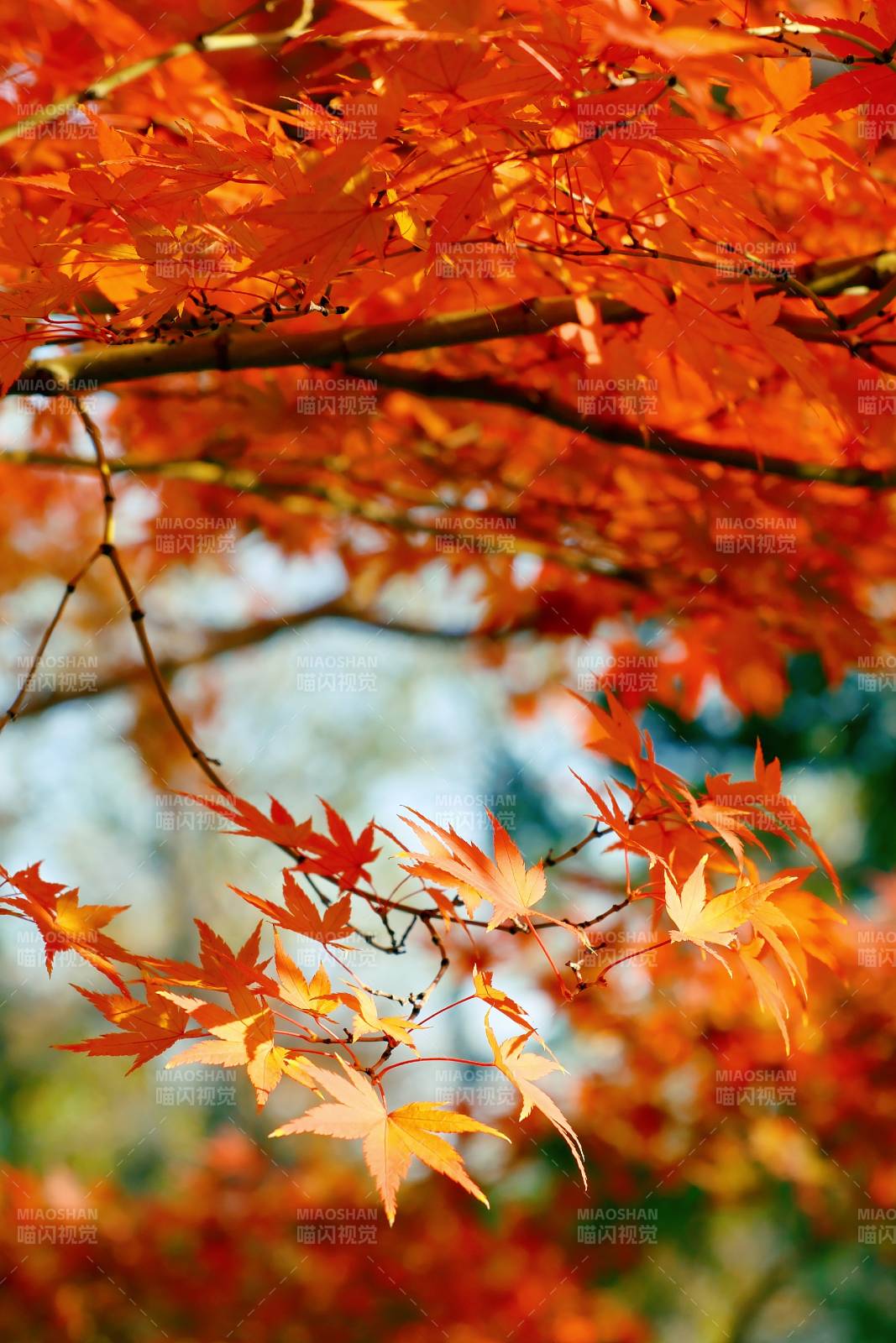 秋日红叶映蓝天图片