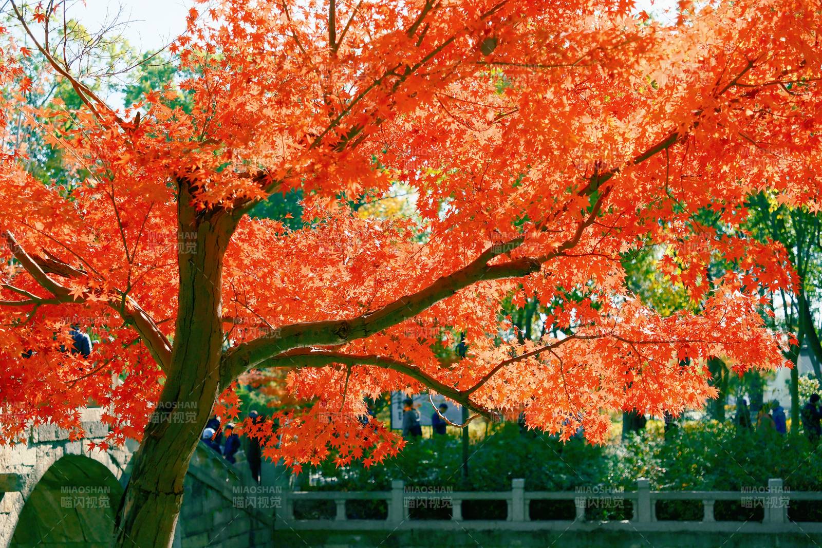 秋日红叶映桥景图片