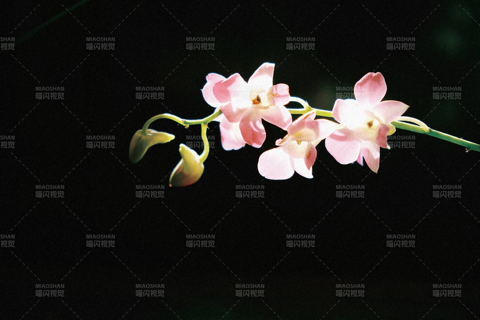 粉色兰花在黑暗中绽放图片