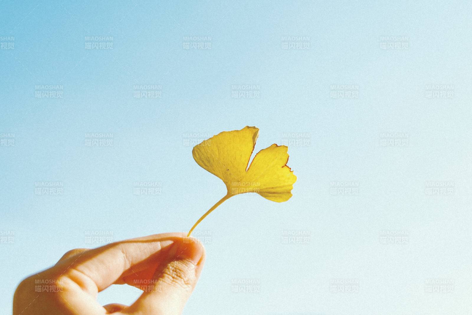 手握秋叶 蓝天映衬图片