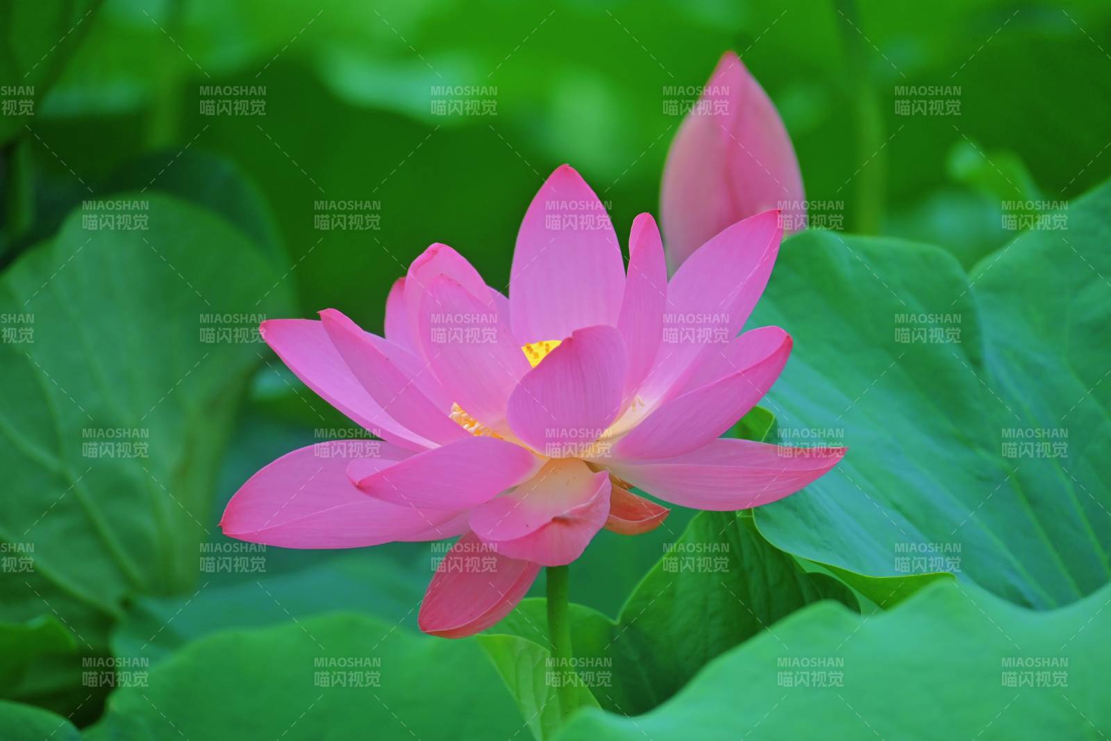 粉色莲花绽放于绿叶间图片