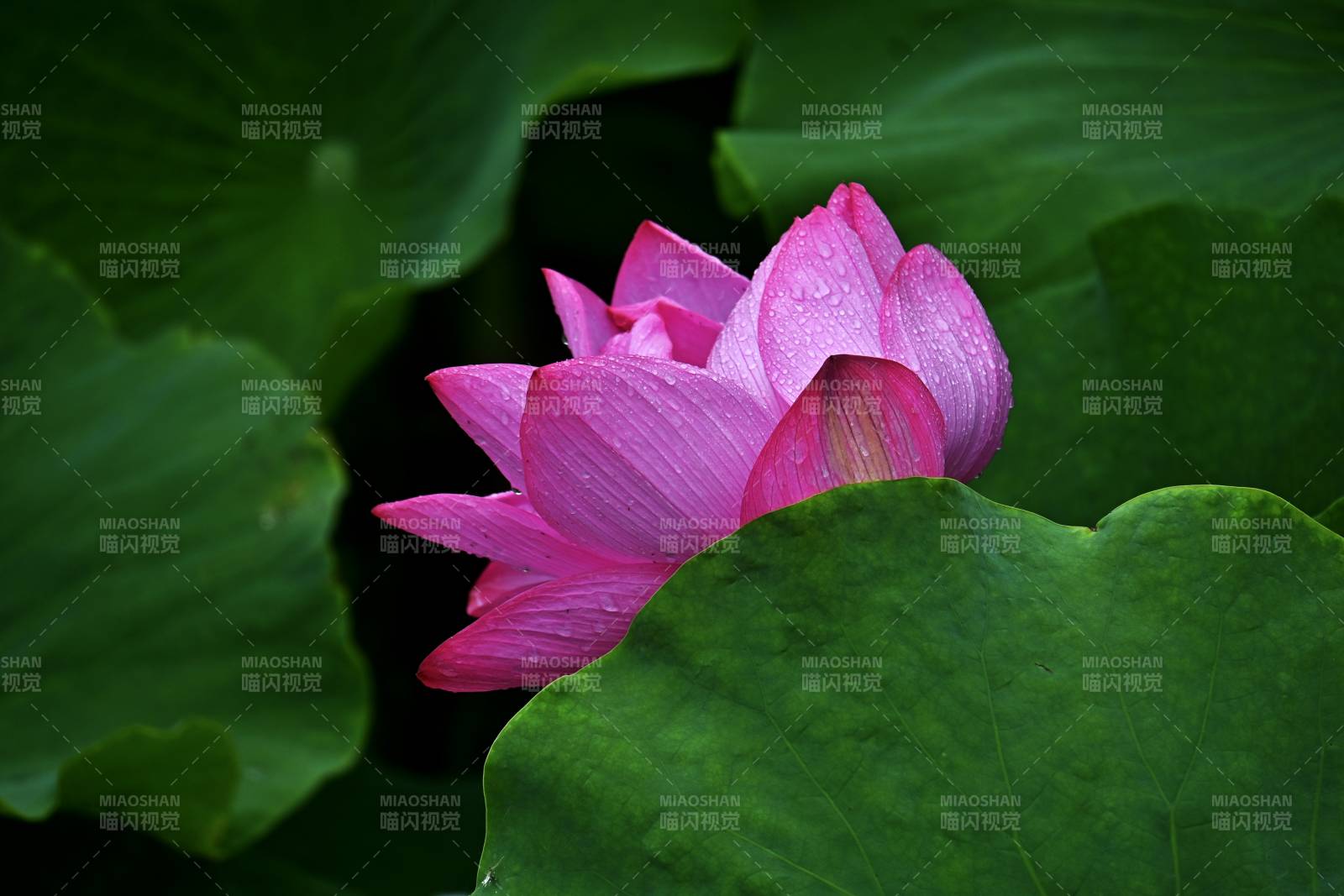 粉红莲花静谧绽放图片