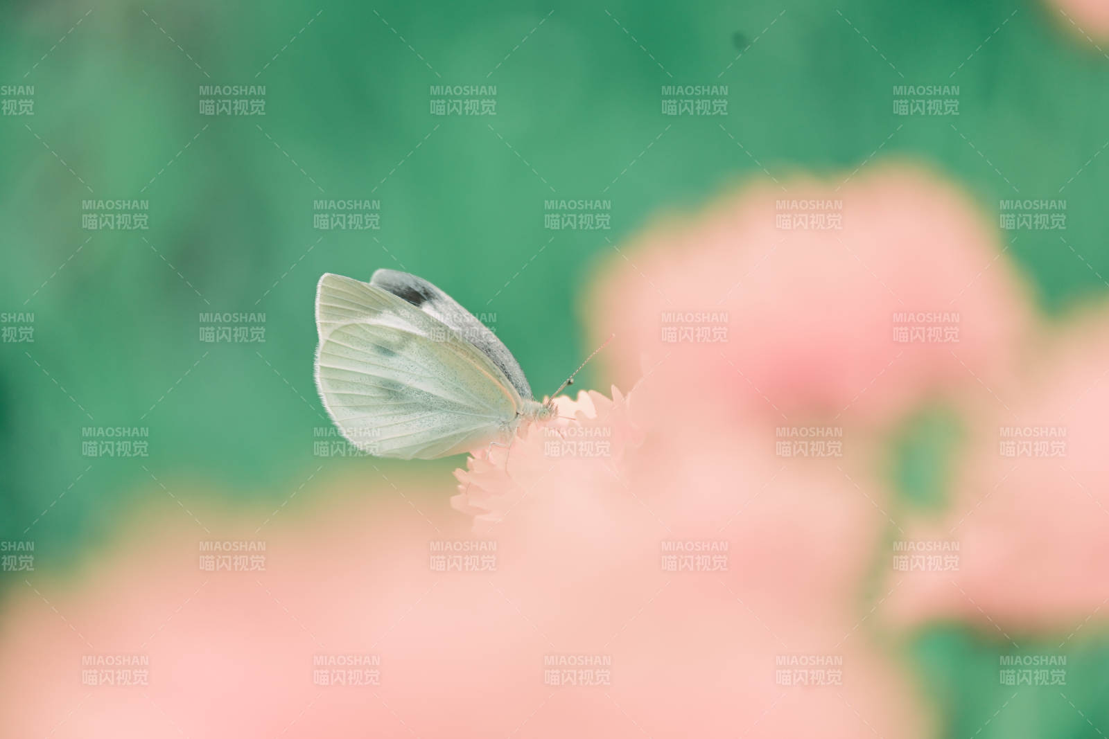 白蝶栖花 静谧时光图片