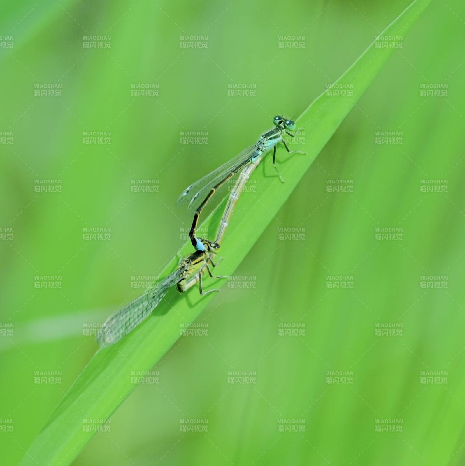 绿叶上的两只蜻蜓图片