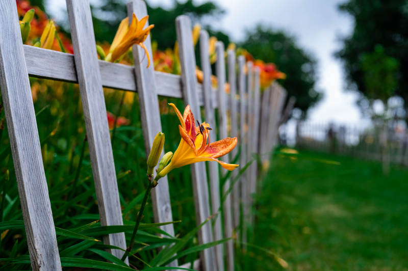 篱笆旁的橙色花朵图片