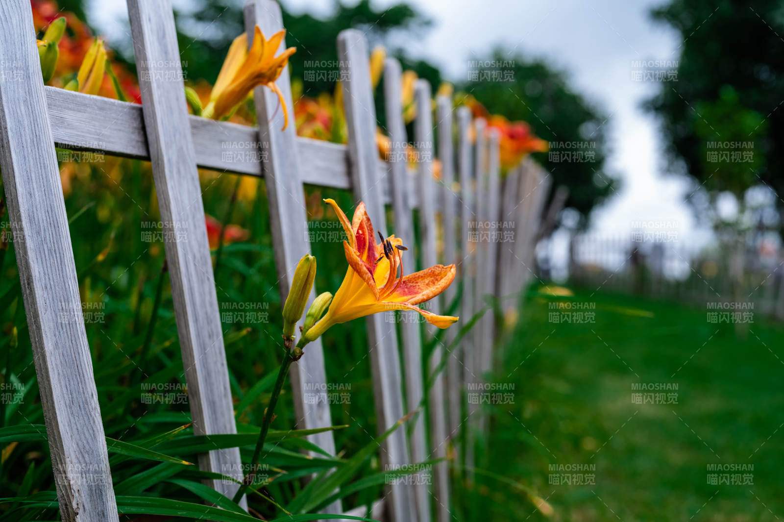 篱笆旁的橙色花朵图片