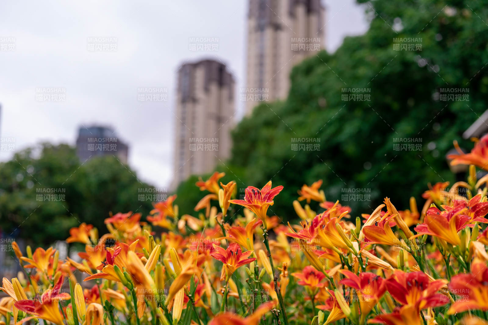 城市花园里的橙色花海图片