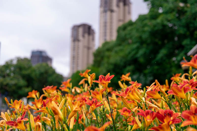 城市花园里的橙色花海图片