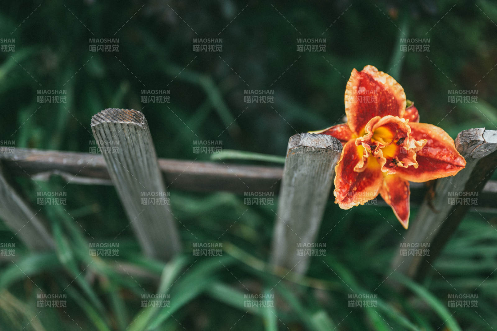 篱笆旁的橙色花朵图片