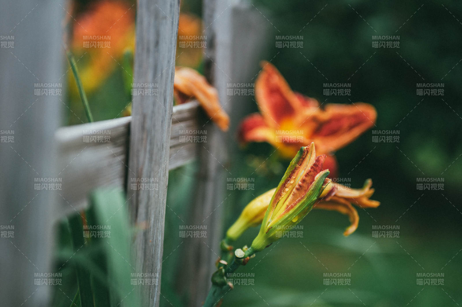 篱笆旁的橙色花朵图片