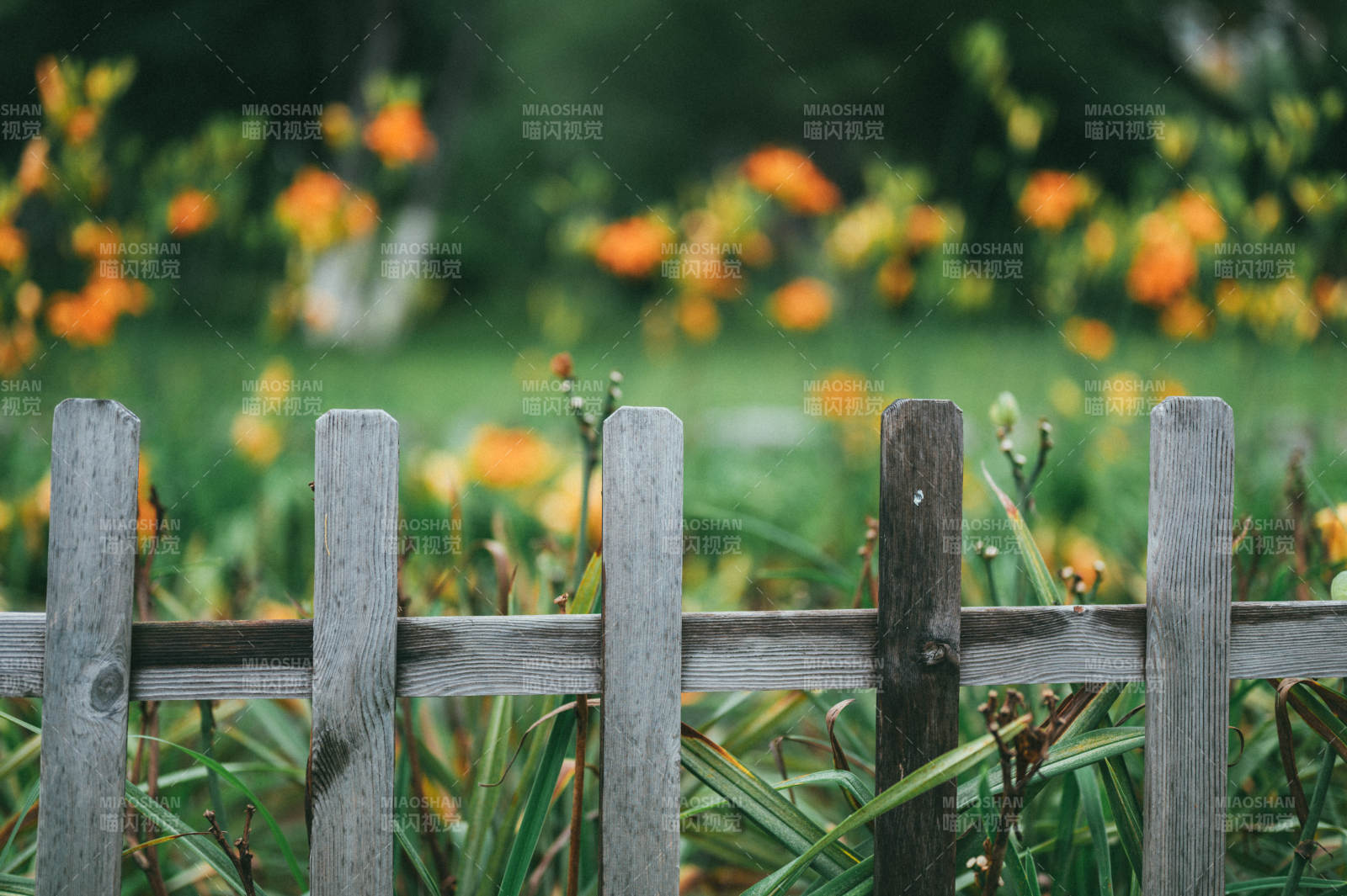 木栅栏与花丛背景图片