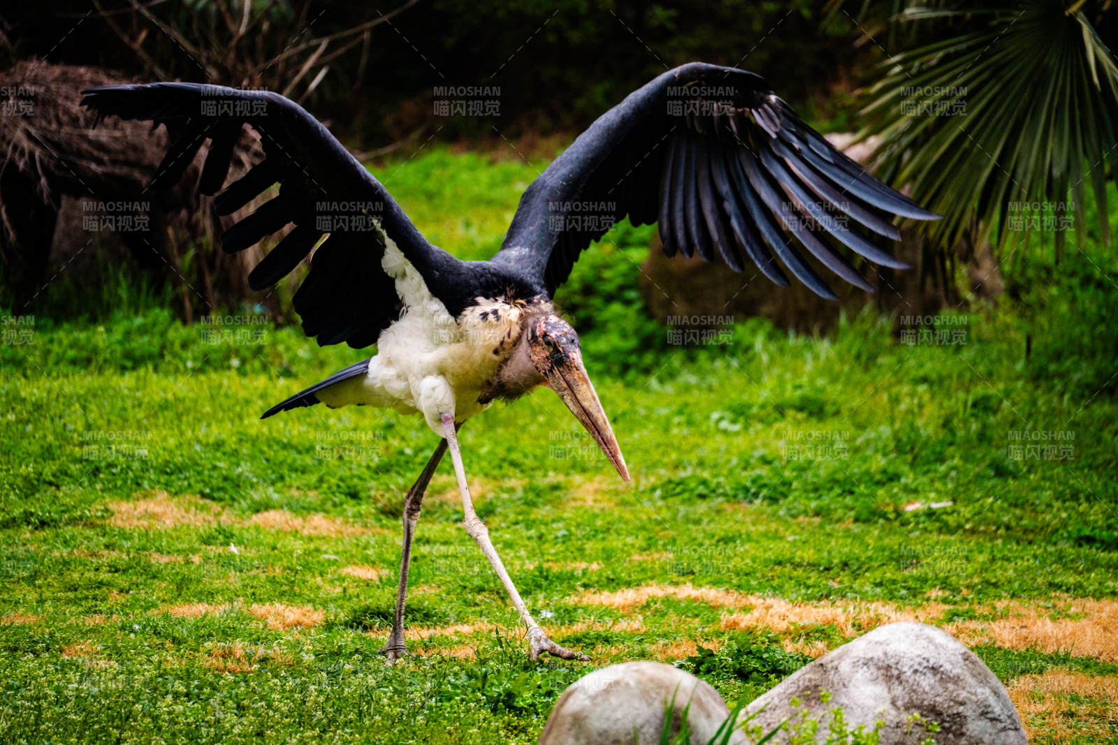 展翅的非洲秃鹳在草地上图片