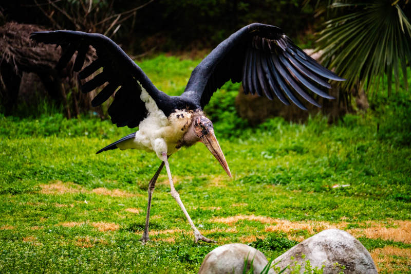 展翅的非洲秃鹳在草地上图片