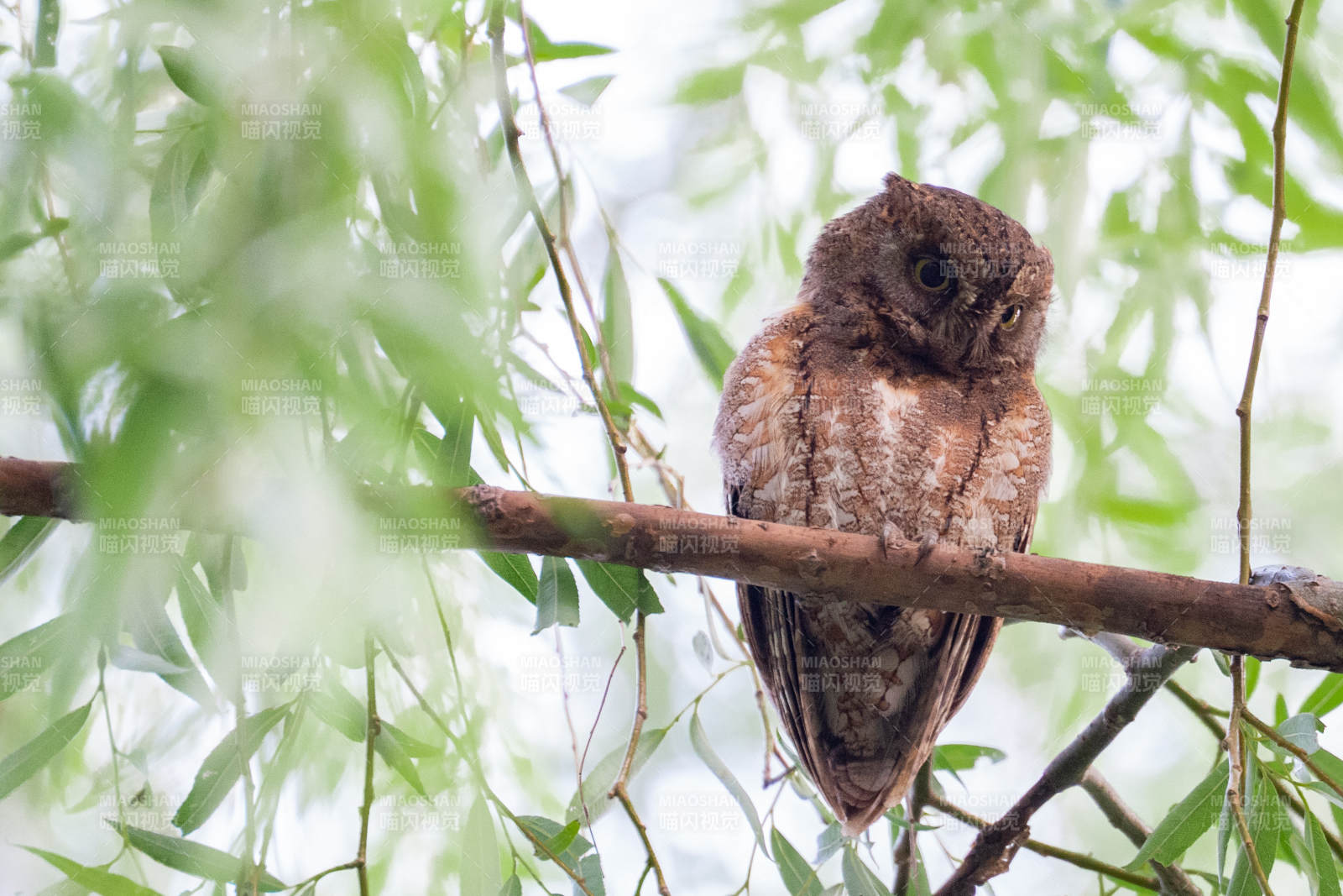树梢上的猫头鹰图片