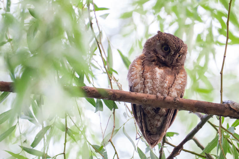 树梢上的猫头鹰图片