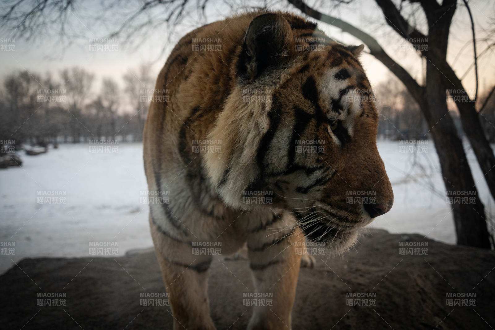 雪地中的老虎图片