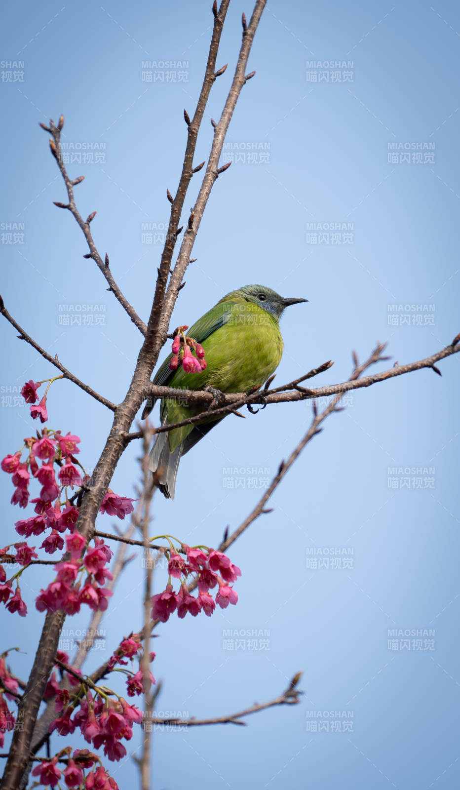橙腹叶鹎栖枝赏花时图片