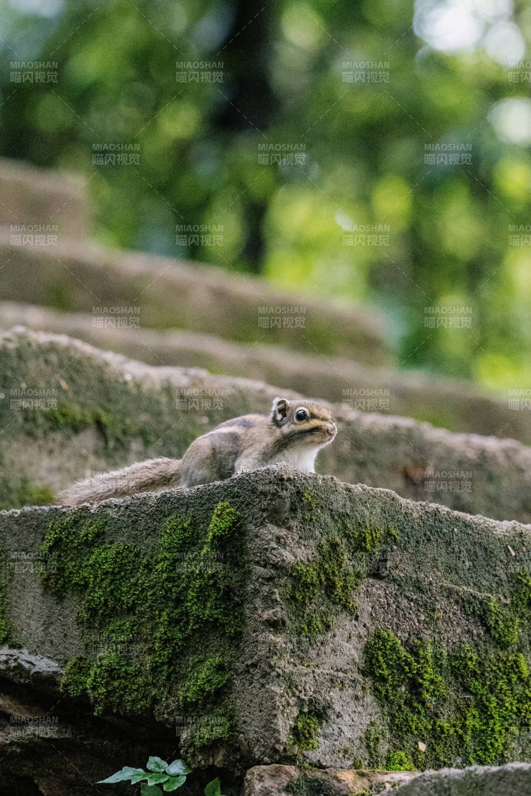 石阶上的小松鼠图片