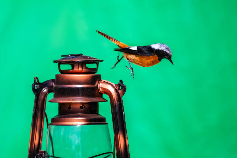 鸟栖古灯 绿幕映衬图片