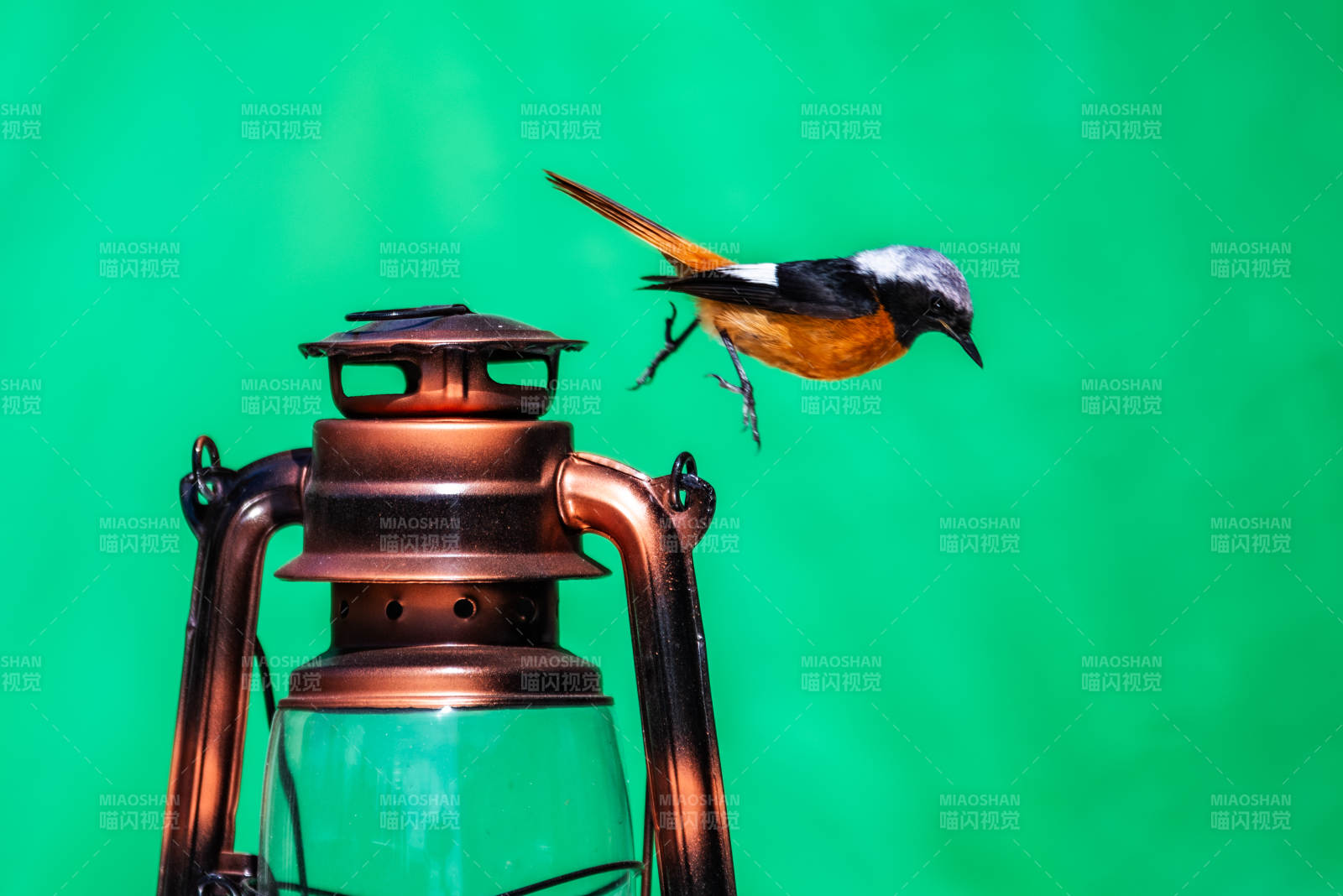 鸟栖古灯 绿幕映衬图片
