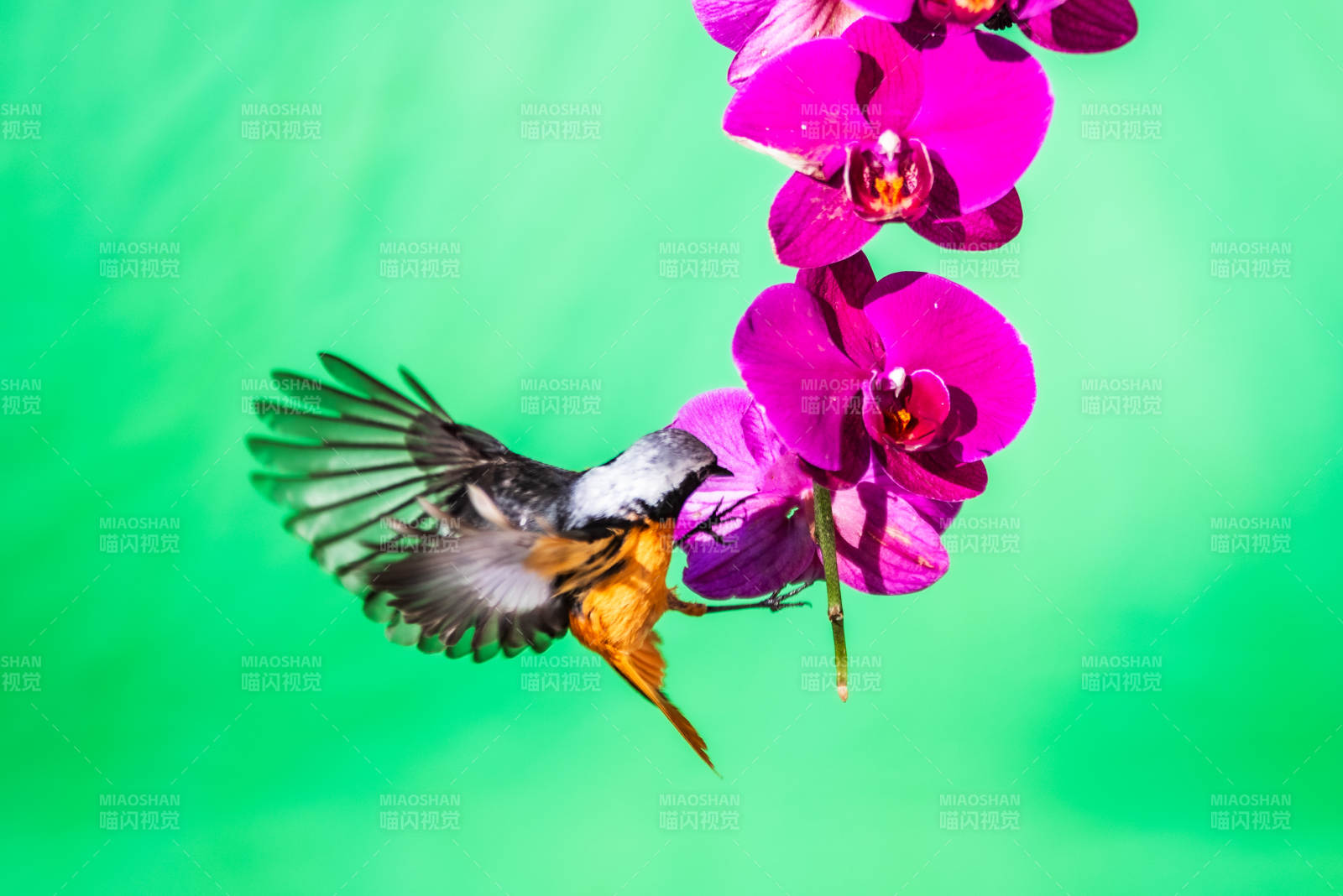 蜂鸟与紫花的邂逅图片