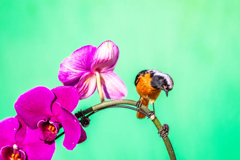 鸟栖花枝 绿意盎然图片