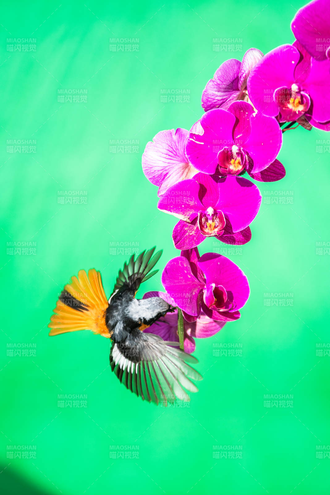 蜂鸟与紫花的邂逅图片