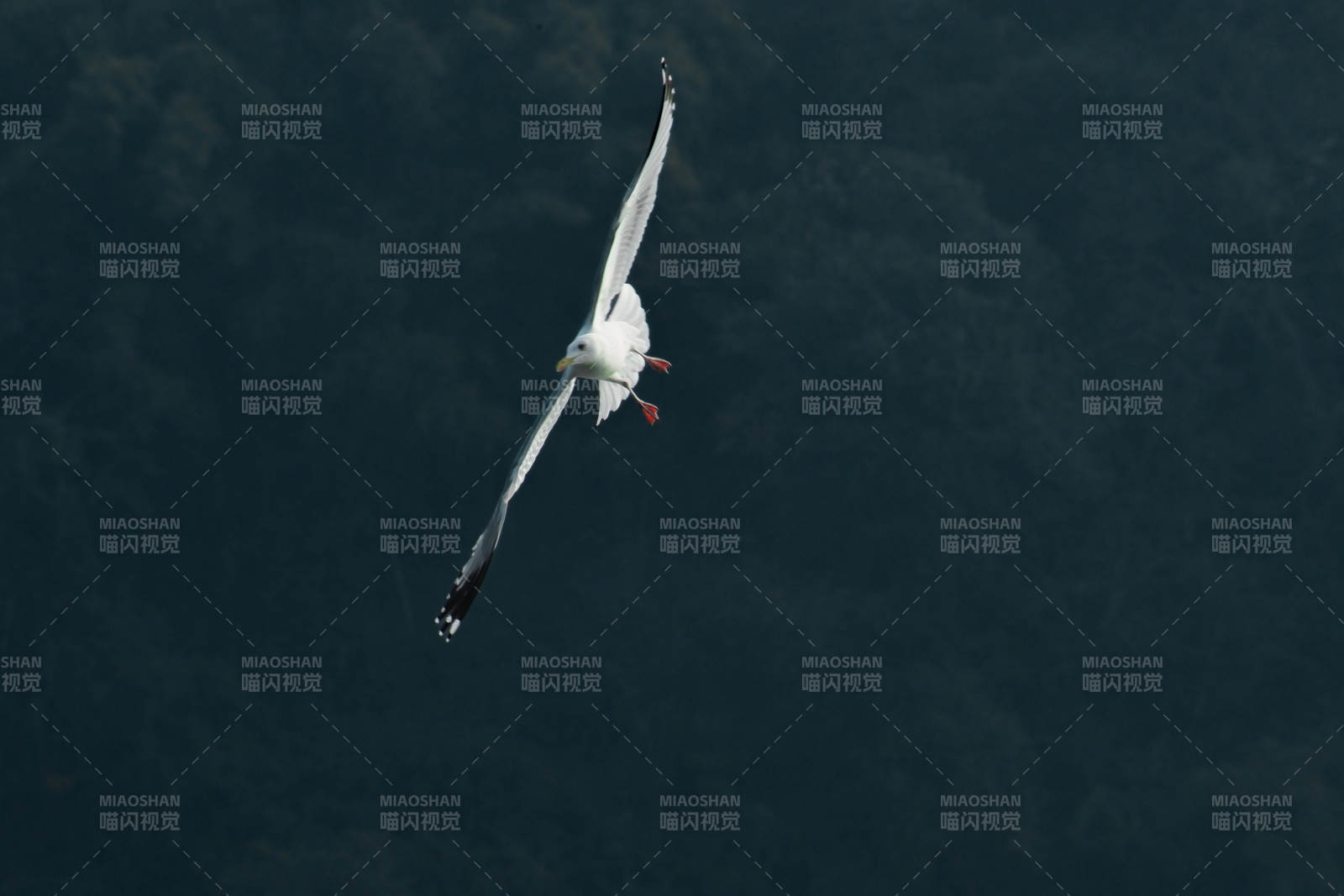 飞翔的海鸥图片