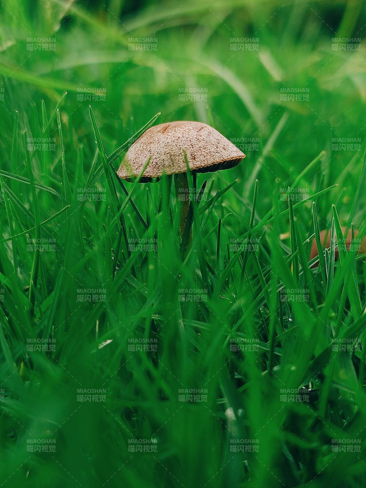 草丛中的蘑菇图片