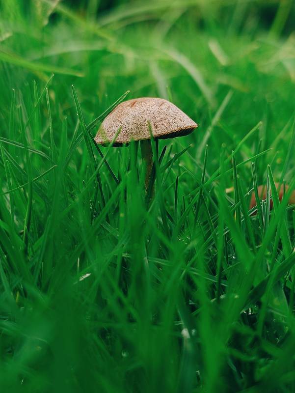 草丛中的蘑菇图片