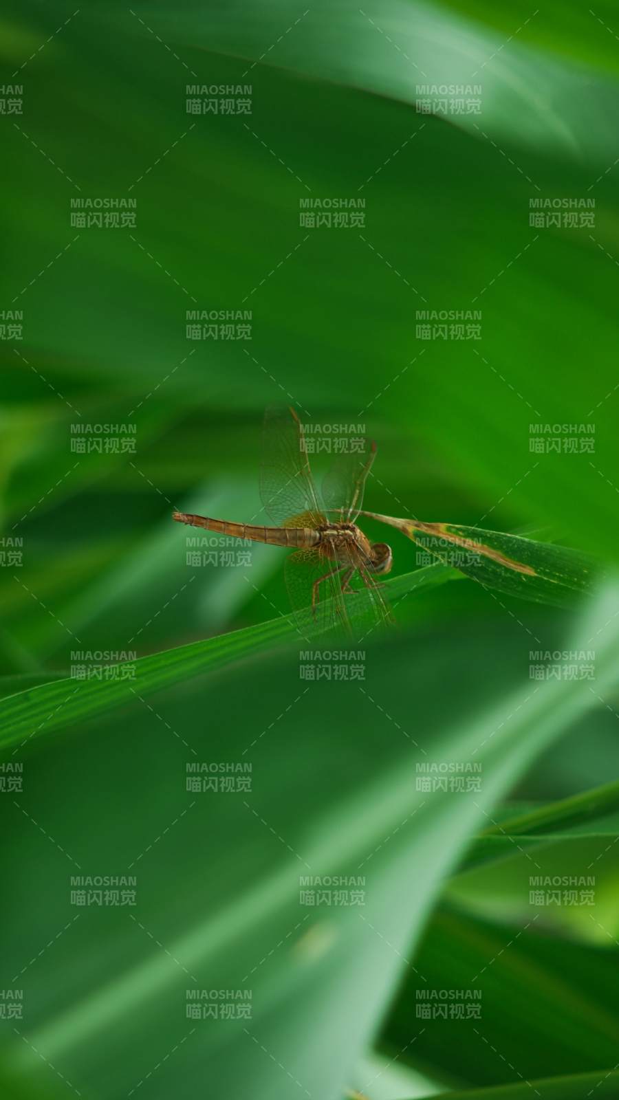 绿叶上的蜻蜓图片