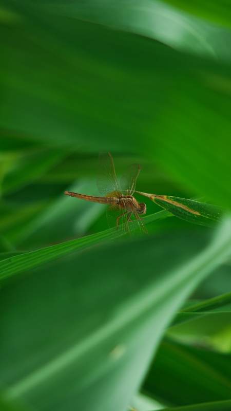 绿叶上的蜻蜓图片