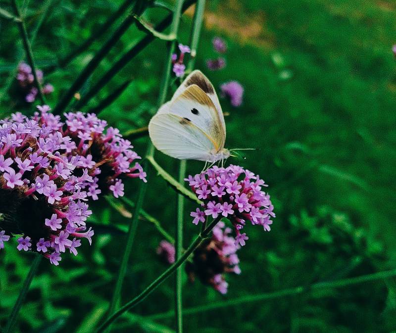 白蝶栖紫花 绿意盎然图片