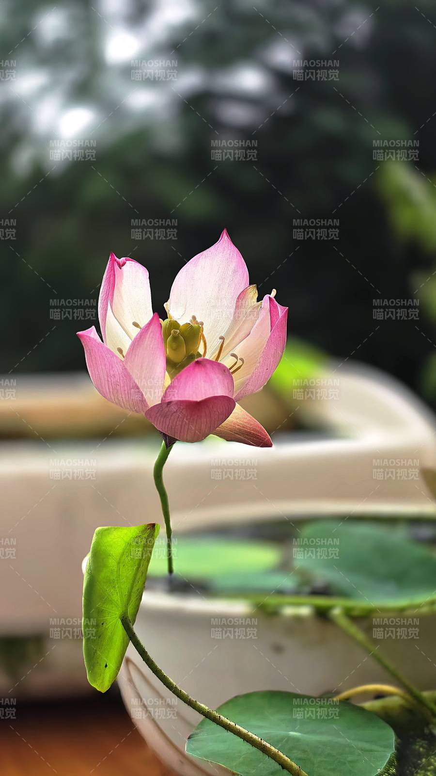 池中莲花静谧绽放图片