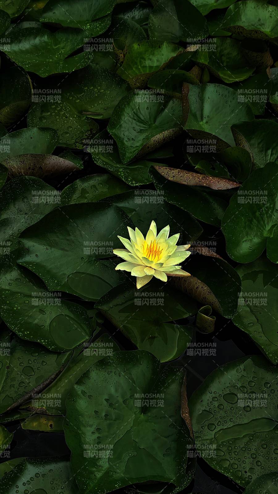 池塘中的黄色睡莲图片