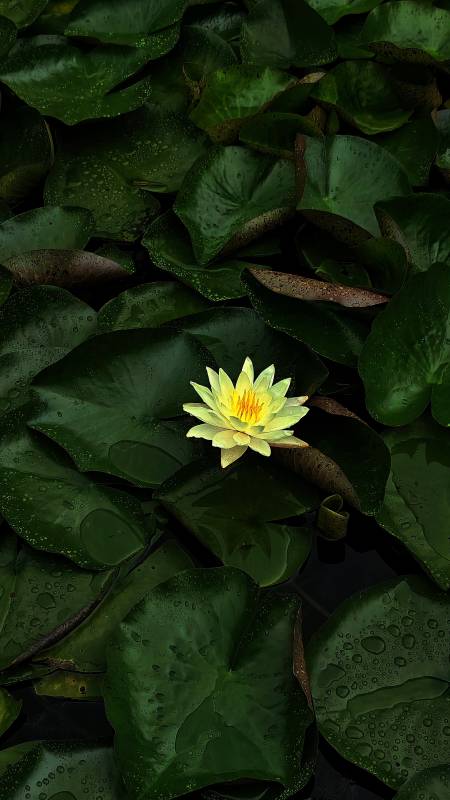 池塘中的黄色睡莲图片