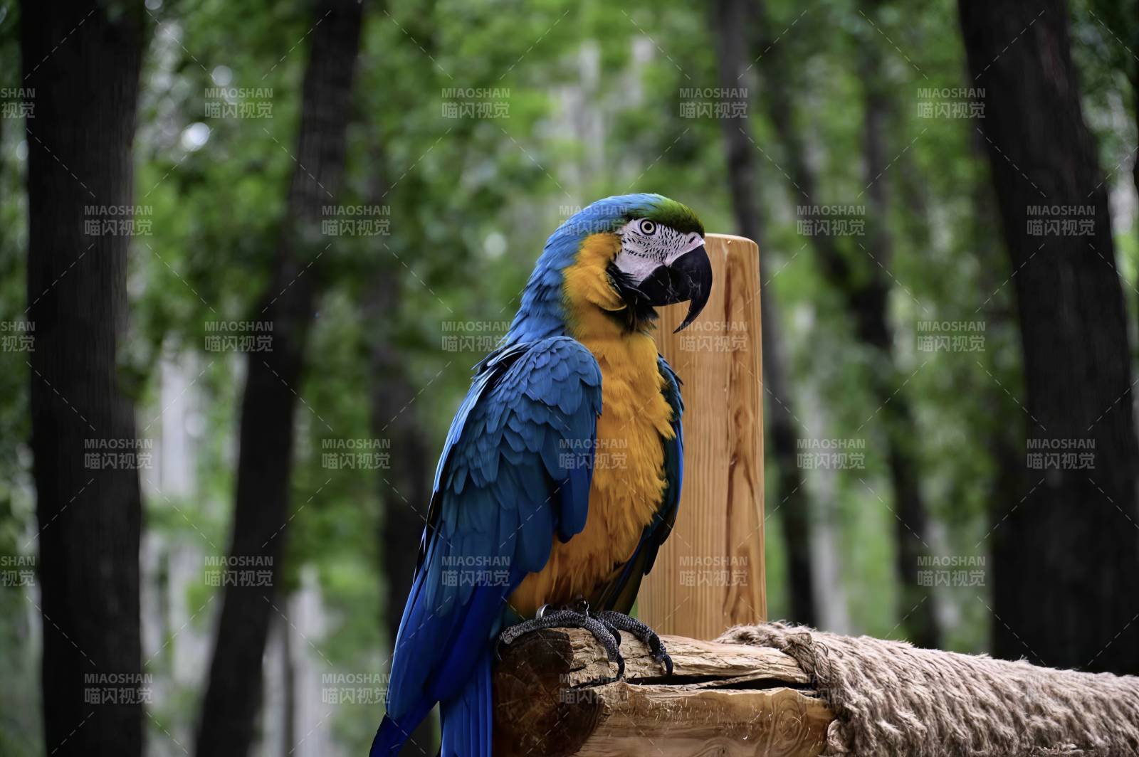 森林中的蓝黄金刚鹦鹉图片