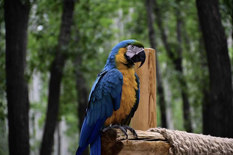 森林中的蓝黄金刚鹦鹉图片