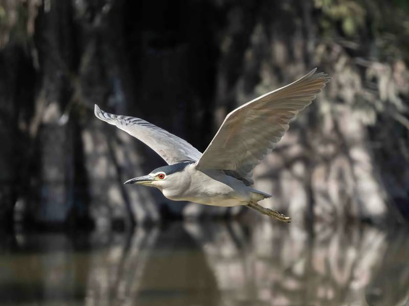 夜鹭飞翔在水面上图片