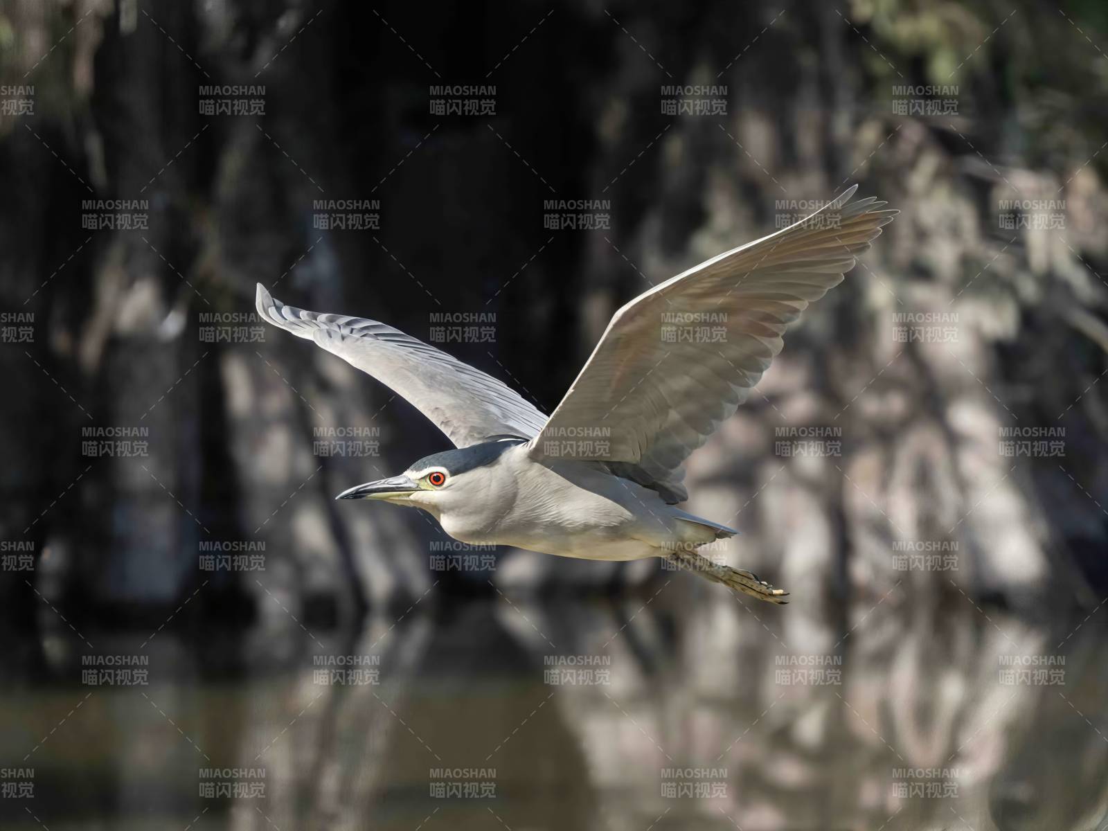夜鹭飞翔在水面上图片