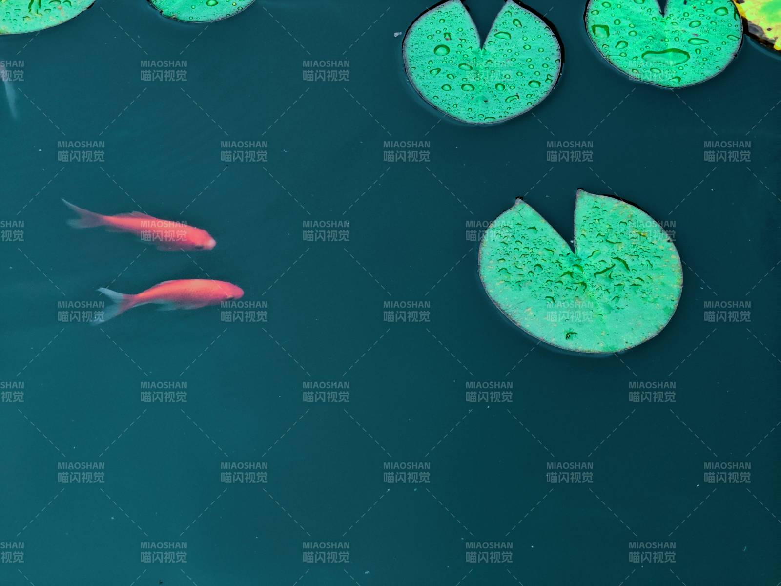 池塘中的锦鲤与荷叶图片