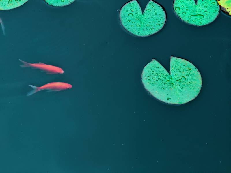 池塘中的锦鲤与荷叶图片