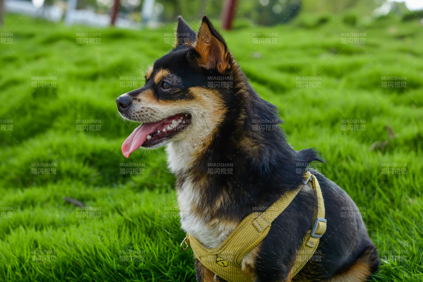 草地上的可爱小狗图片