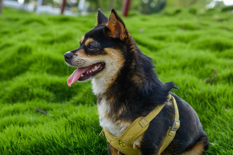 草地上的可爱小狗图片