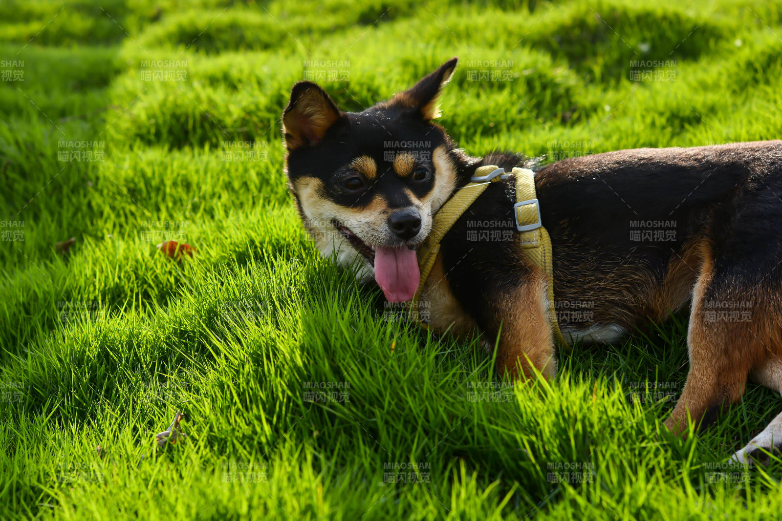 草地上的快乐小狗图片