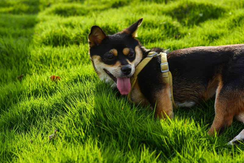 草地上的快乐小狗图片