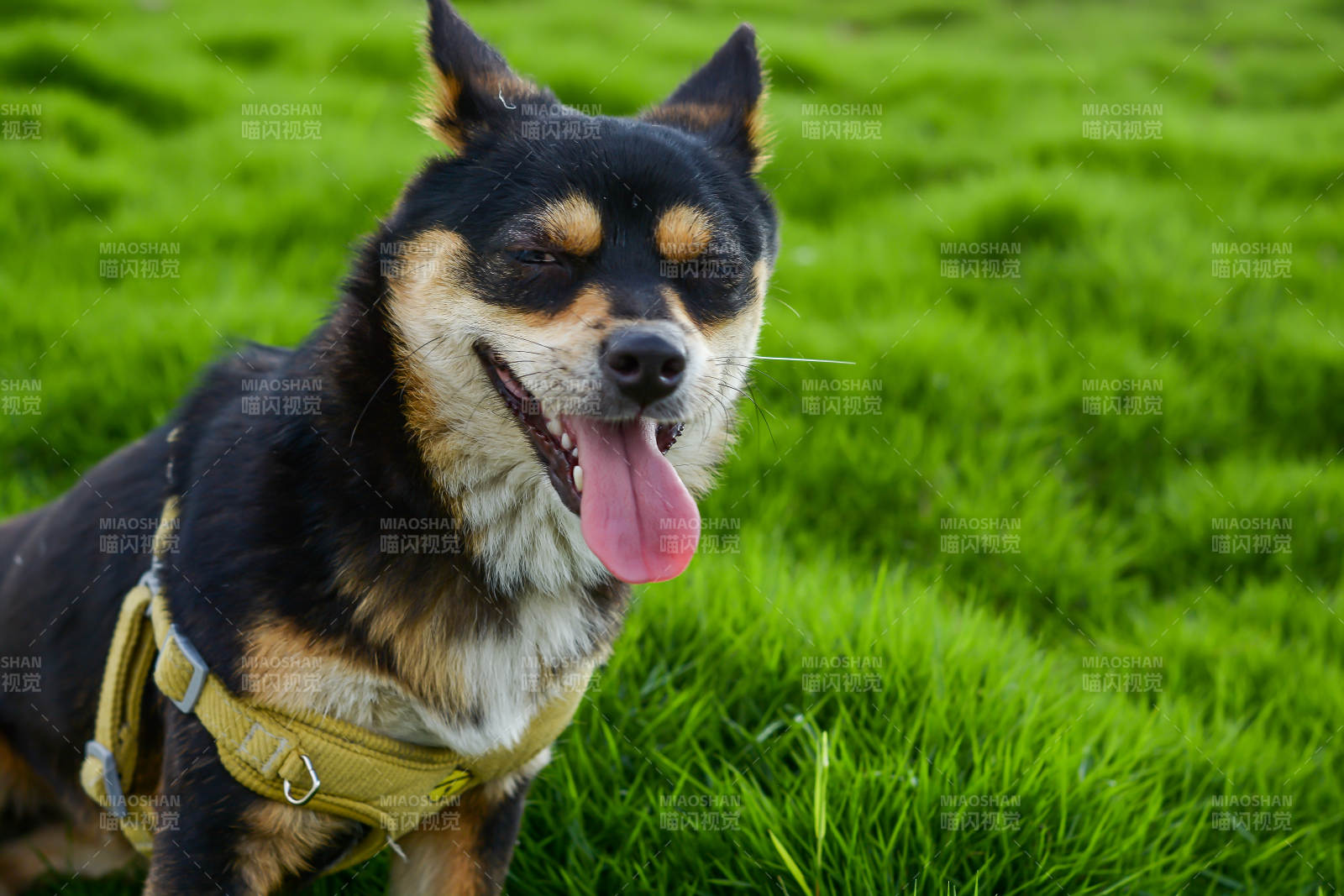 草地上的快乐狗狗图片