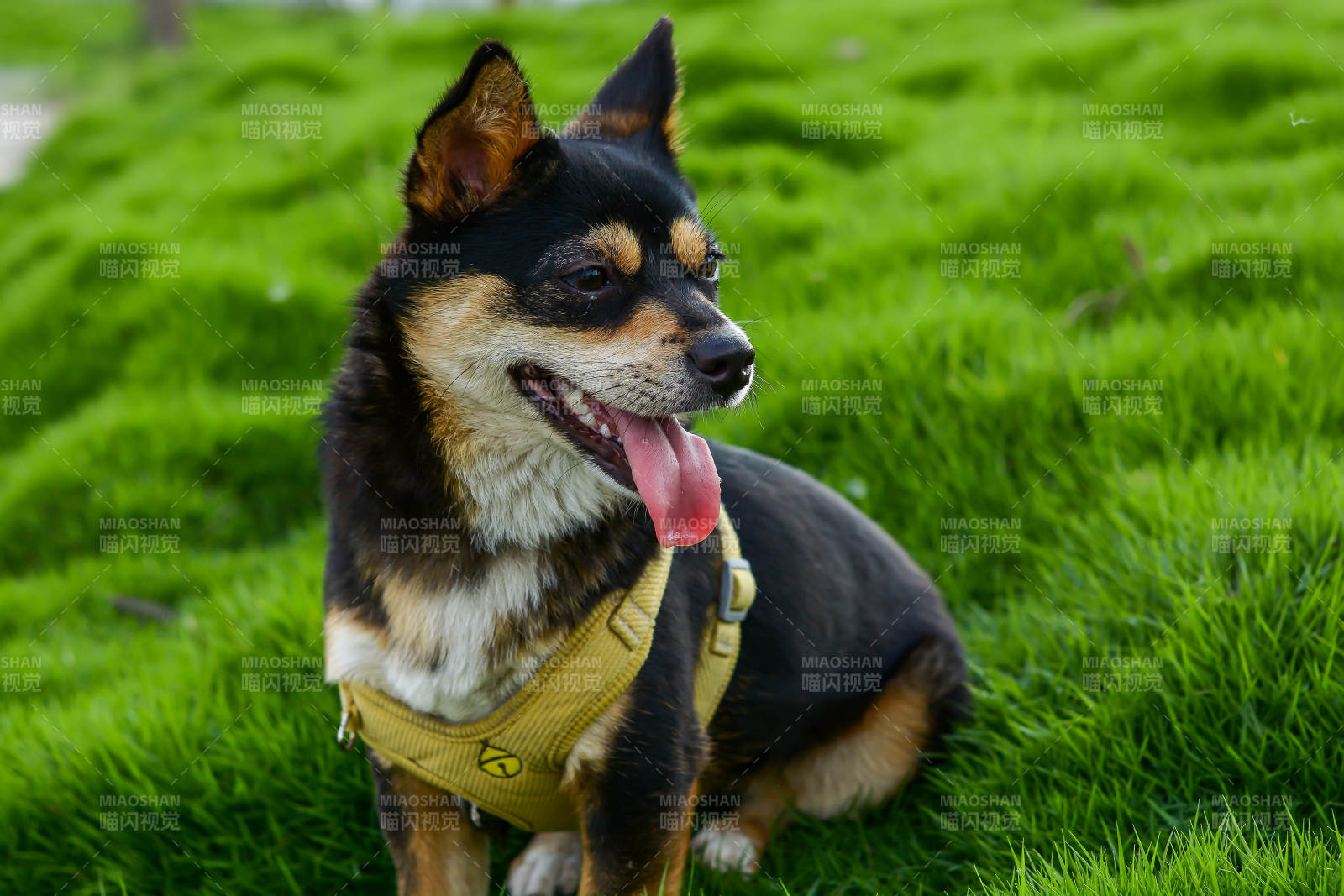 草地上的快乐小狗图片