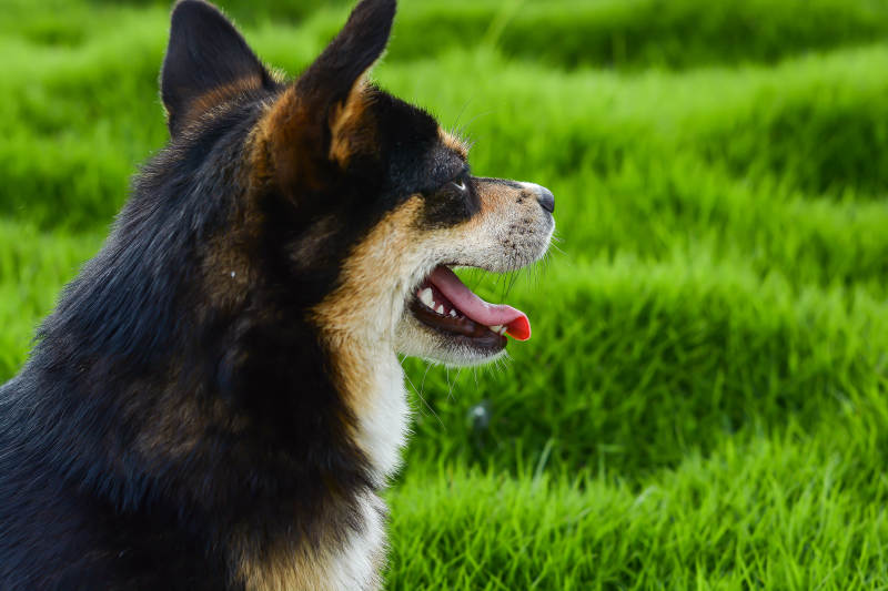 草地上的快乐小狗图片